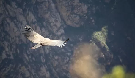 Andean condor soaring over the canyon walls 