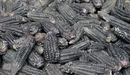 Black corn, Belen market