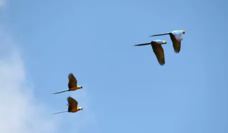 Macaws, flying