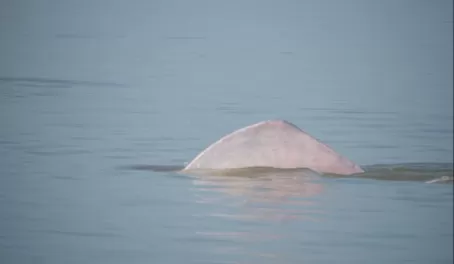 Pink river dolphin