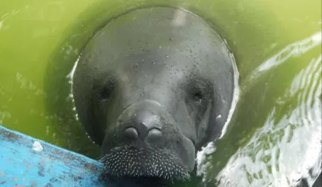 Young rescued manatee
