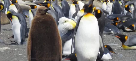 King penguin parent and chick