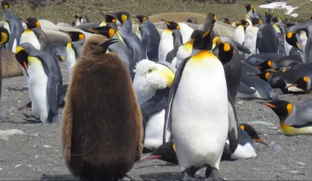 King penguin parent and chick