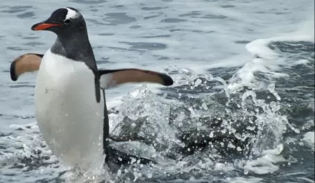 Gentoo penguin walking on water