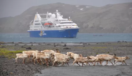 reindeer and our ship