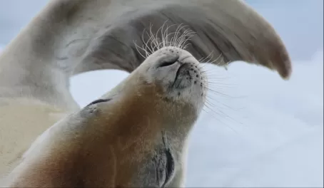 A weddell seal