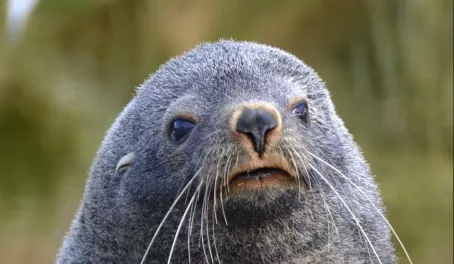 female fur seal