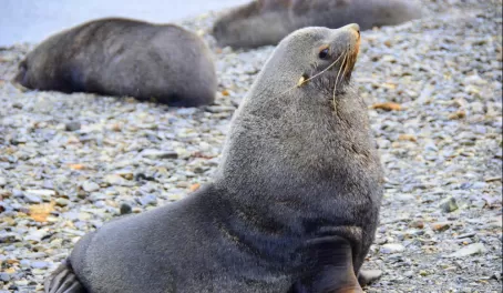 Fur seal on Antarctica