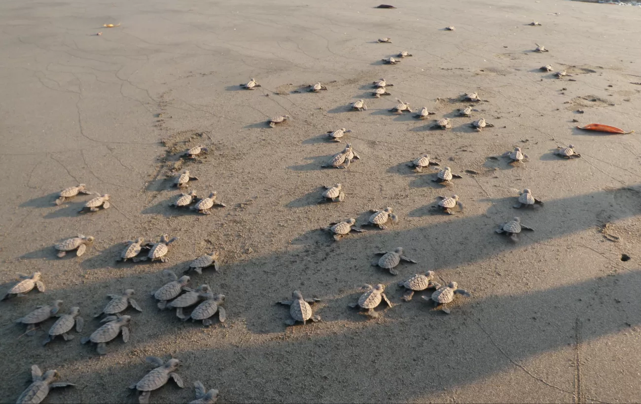 Hawksbill hatchlings make their way to the ocean