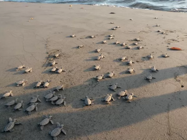Hawksbill hatchlings make their way to the ocean