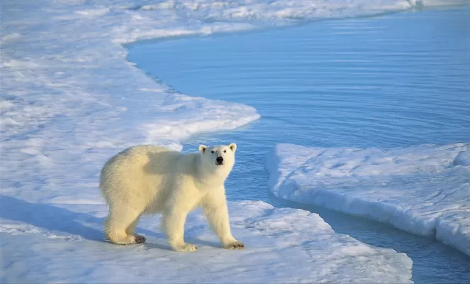 Polar Bear on a National Geographic Explorer tour