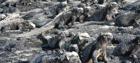 A mess of marine iguanas in the Galapagos