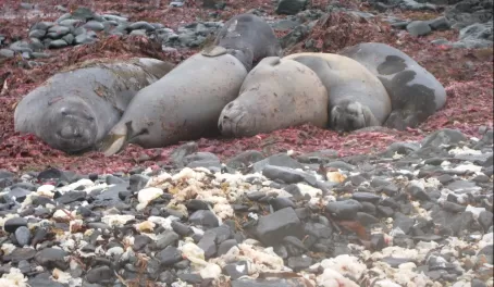 Elephant seals in Antarctica