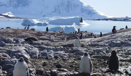 More penguinos