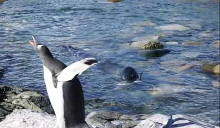 Penguin vs Leopard Seal