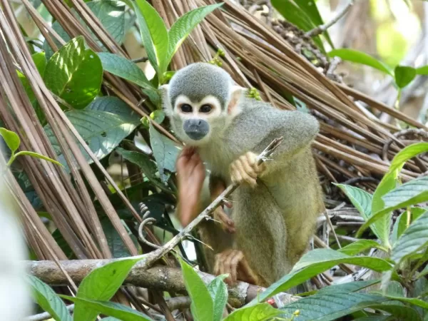 A young monkey in the Amazon