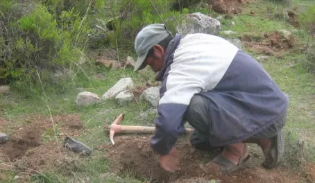 Reforestation project in Peru