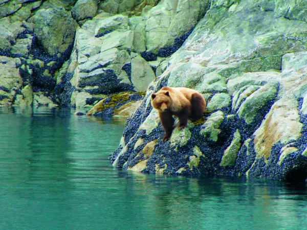 Bear on the rocky cliffs.