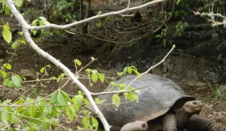 Giant Tortoises 