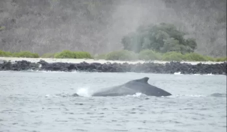 Humpback whales in Galapagos