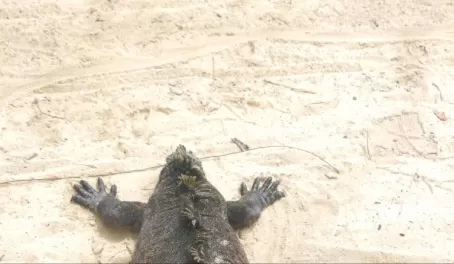 Iguana splat on the beach