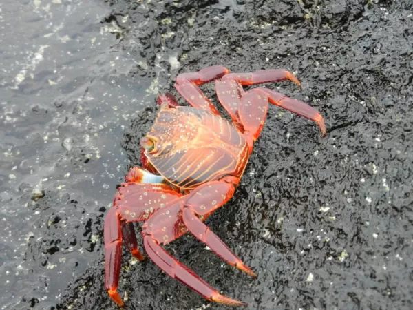 sally lightfoot crabs