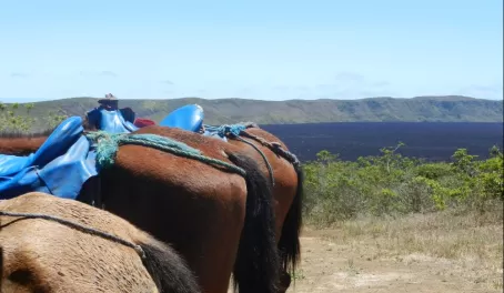 horses on our volcano hike