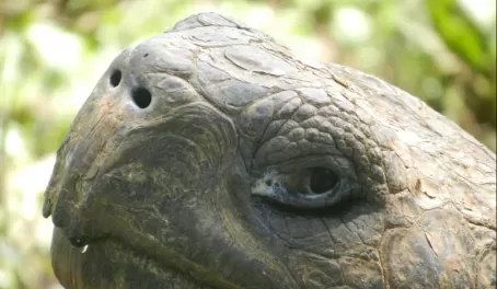 wise tortoise eyes
