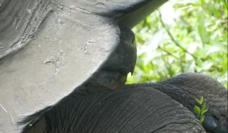 tortoise beak