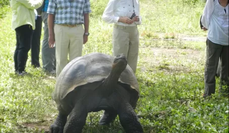 giant tortoise showing aggression
