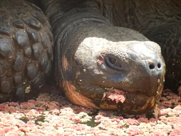 Giant tortoise on Santa Cruz