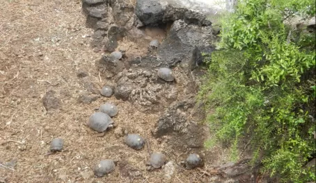 baby tortoises at Charles Darwin Research Station