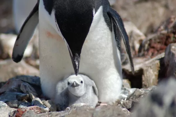 Mother and baby penguin.