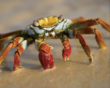 Getting up close with a crab in the Galapagos