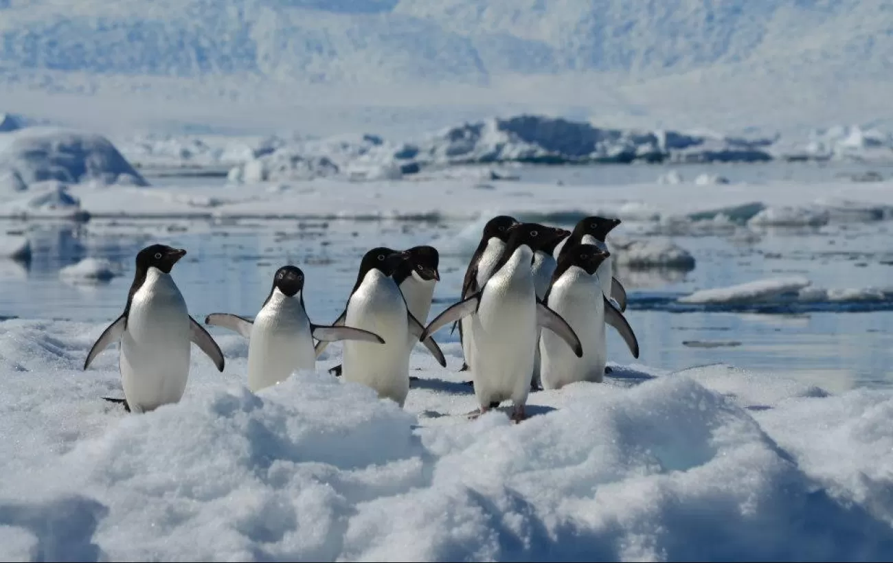 Adelie penguins wandering through the ice.