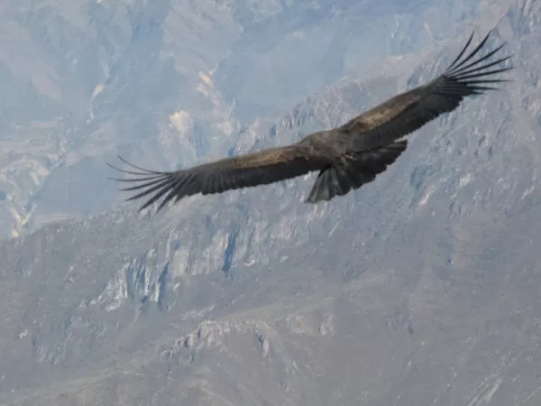 Condor at Cruz del Condor in the Colca Canyon