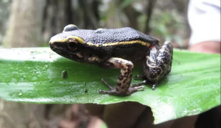 Tree frog (or poison dart frog?) in Pacaya Samira