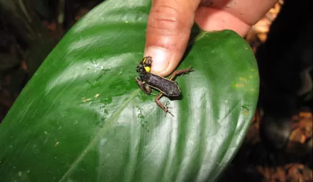 Tiny tree frog