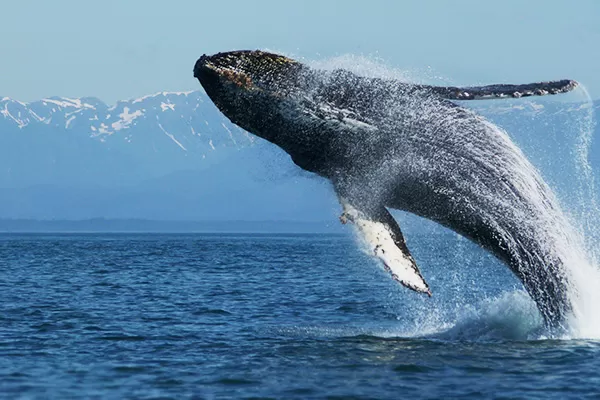 Humpback whales join in on your progress