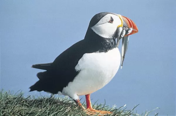 A puffin holds its lunch