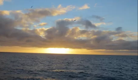 Sea birds and the setting sun