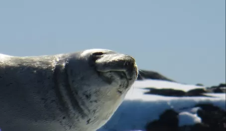 Crab eater seal