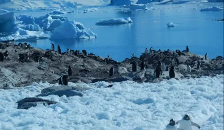 Penguin highway