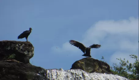 Vultures waiting for dinner