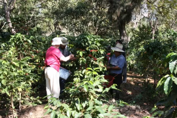 Helping with the coffee production in Guatemala