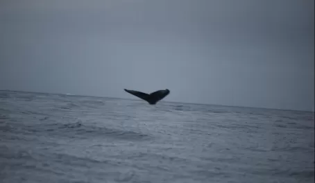 Humpback whale sounding in Drake Passage 