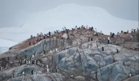 Gentoo penguin colony.