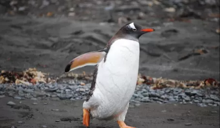 A Gentoo penguin with somewhere to be.