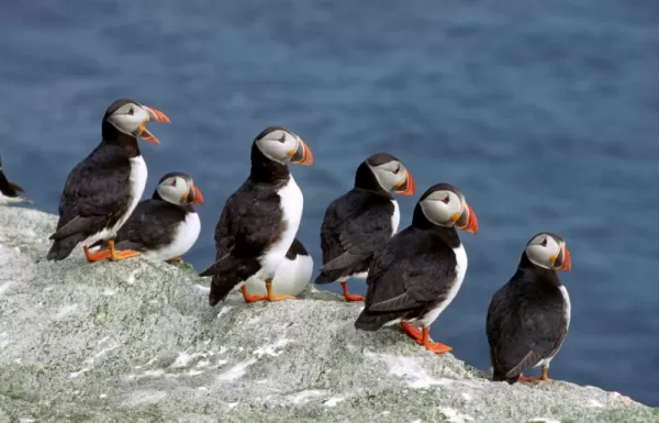 A group of puffins rest on the rocks