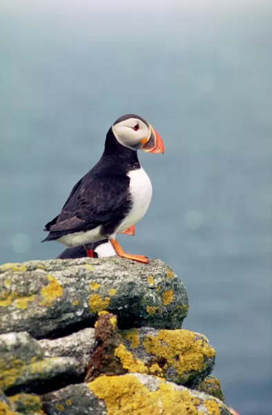 A puffin on the rocks